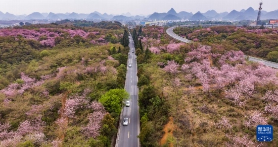 游客驅(qū)車(chē)前來(lái)清鎮(zhèn)市紅楓湖鎮(zhèn)右二村踏青游玩（4月5日攝，無(wú)人機(jī)照片）。