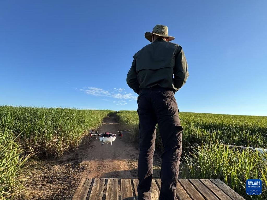 3月25日，在南非夸祖魯-納塔爾省的方廷希爾莊園，飛手操縱無(wú)人機(jī)為甘蔗林噴灑藥劑。新華社記者 白舸 攝