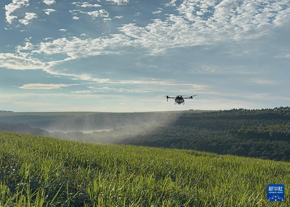 3月25日，在南非夸祖魯-納塔爾省的方廷希爾莊園，中國(guó)農(nóng)用無(wú)人機(jī)為甘蔗林噴灑殺菌劑。新華社記者 白舸 攝