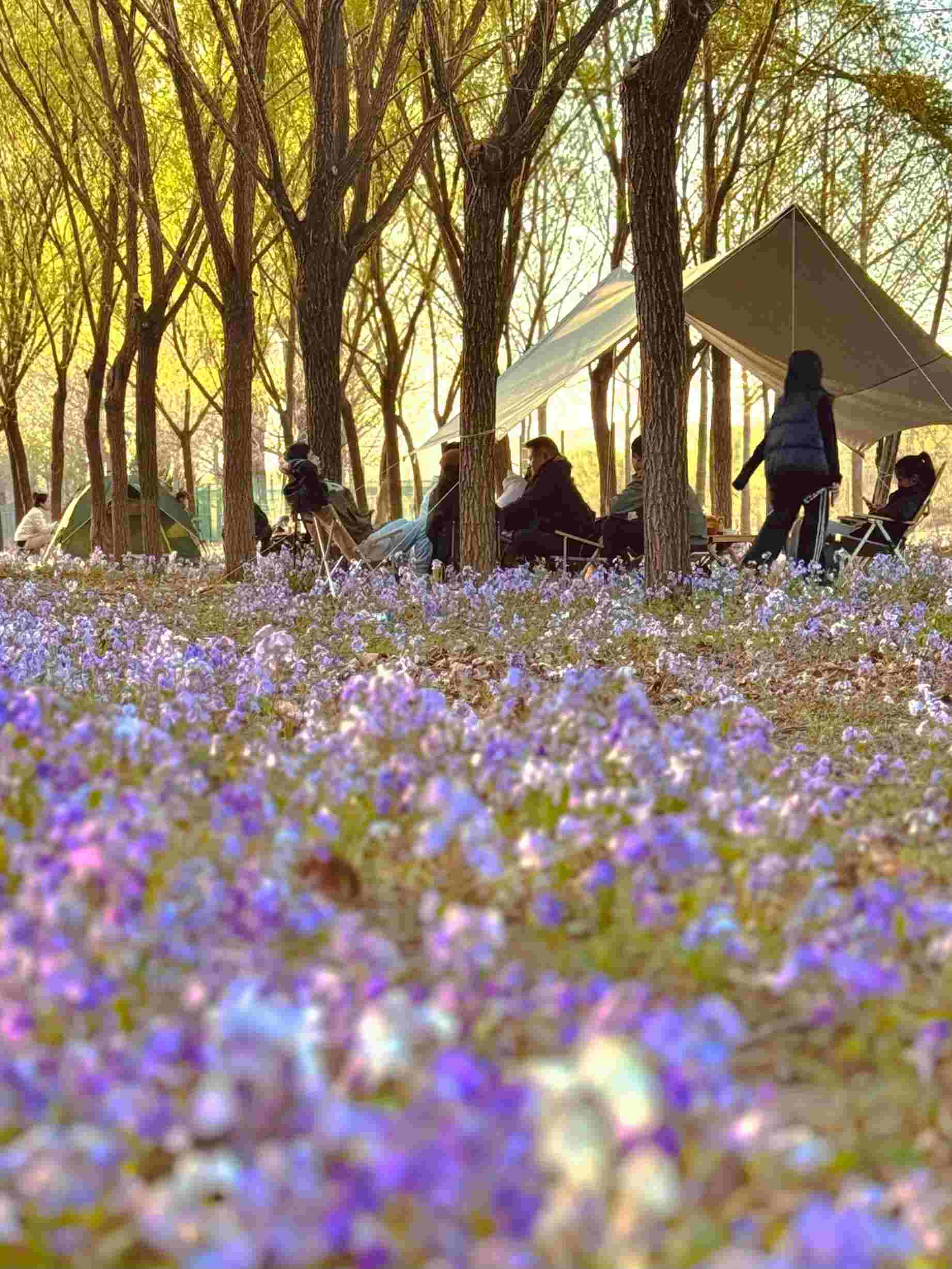 清明假期期間，范女士一家在北京溫榆河邊露營。受訪者供圖