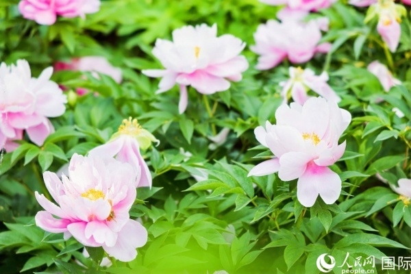 洛陽國家牡丹園牡丹盛開。 人民網(wǎng)記者 魯揚攝