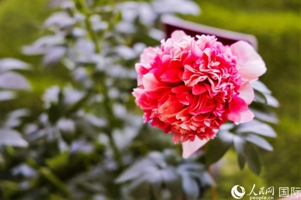 洛陽國家牡丹園牡丹盛開。 人民網(wǎng)記者 魯揚攝
