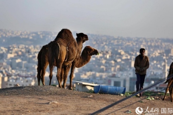 約旦首都阿曼街頭的駱駝。人民網(wǎng) 納達(dá)爾·達(dá)烏德攝