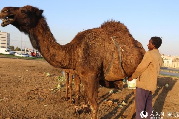 工人在給駱駝擠奶。人民網(wǎng) 納達(dá)爾·達(dá)烏德攝