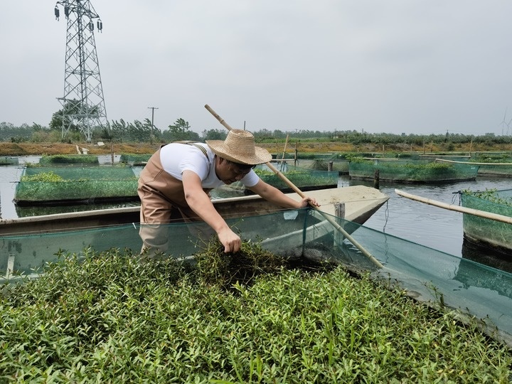 陳樹在湖北省仙桃市剅河鎮(zhèn)余腦村黃鱔繁育基地觀察黃鱔長勢。新華社記者宋立崑 攝