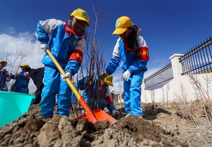 2025年4月25日，西藏那曲市小學(xué)生在植樹。新華社記者 晉美多吉 攝