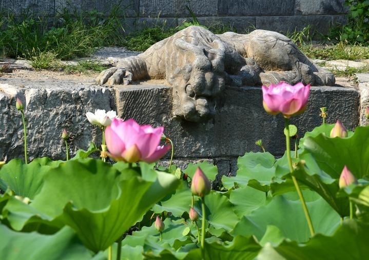 萬寧橋位于北京地安門外大街中部、什剎海東岸，是北京中軸線上最古老的橋梁，至今已有700多年歷史。近年來，北京市持續(xù)為萬寧橋“瘦身減負(fù)”，橋體風(fēng)貌得以完整展現(xiàn)，方便游客走近欣賞，深入了解古橋承載的價(jià)值和內(nèi)涵。這是2023年7月18日拍攝的北京萬寧橋橋東的鎮(zhèn)水獸。